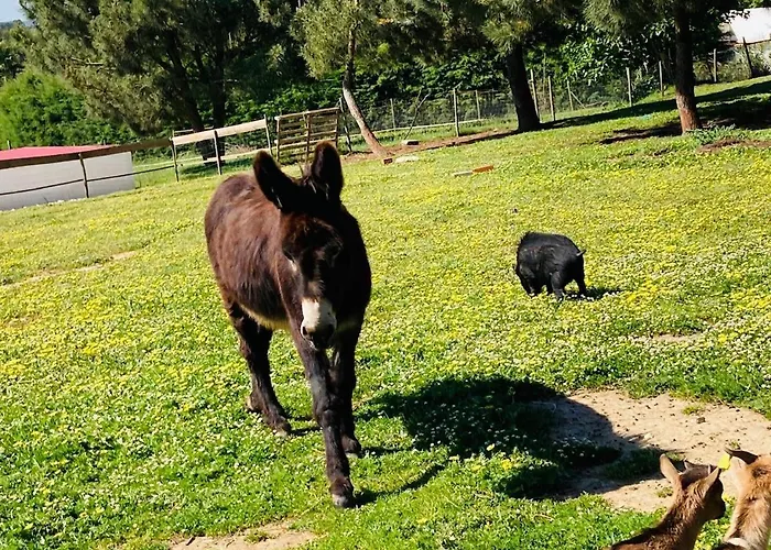 別荘 Quinta Foz Arelho Piscina Aquecida フォス・ド・アレーリョ