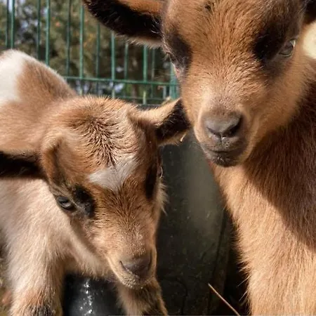 Dom wakacyjny Quinta Foz Arelho Piscina Aquecida Foz do Arelho