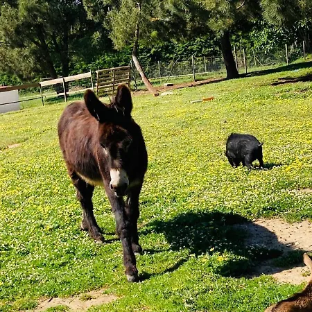 Tatil Evi Quinta Foz Arelho Piscina Aquecida Foz do Arelho