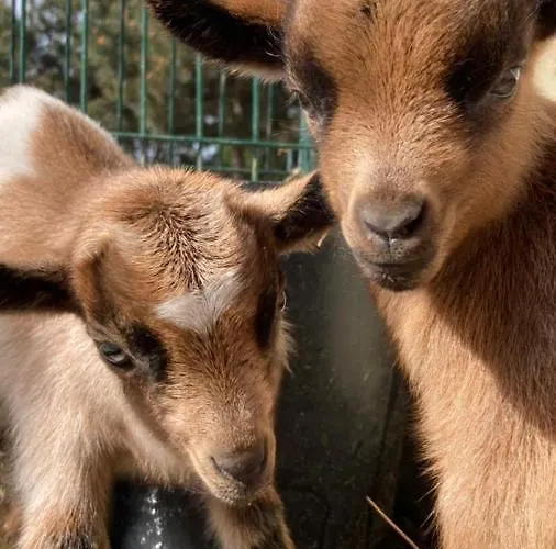 Casa vacanze Quinta Foz Arelho Piscina Aquecida Foz do Arelho